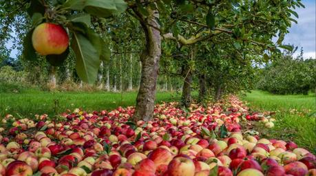 Manzanas naturales para elaborar sidra