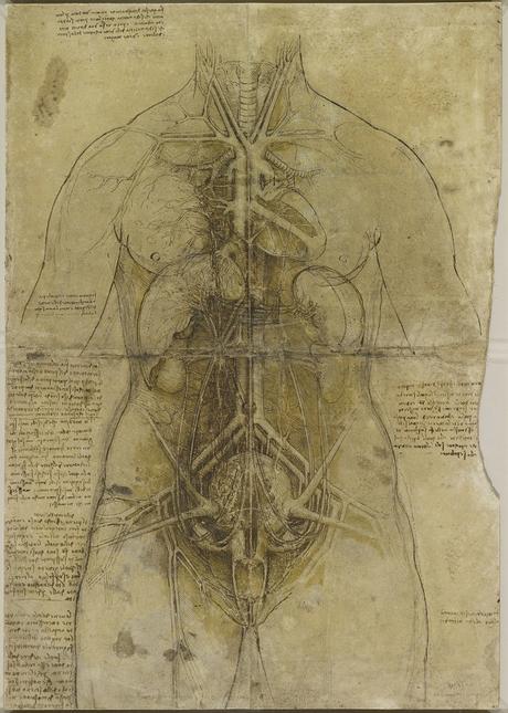 Leonardo da Vinci Sistema cardiovascular y órganos del torso femenino