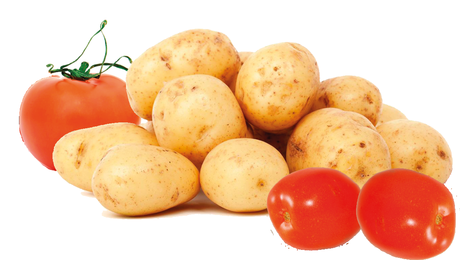 La hazaña evolutiva a la que le debemos las papas