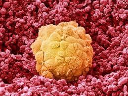 Publicadas las primeras imágenes que revelan el misterioso proceso de implantación de un embrión humano