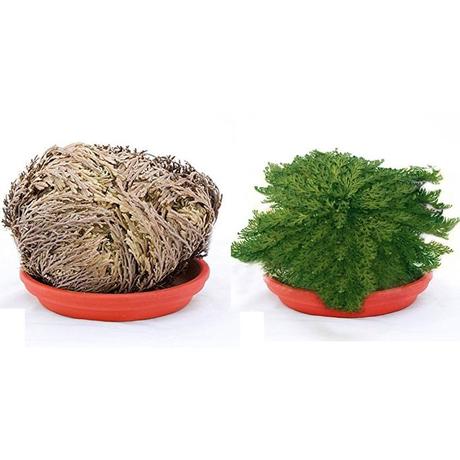 planta engaña muerte: Selaginella lepidophylla, 