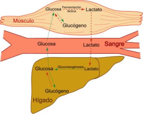 Gerty Cori: la bioquímica que explicó cómo el cuerpo transforma el azúcar en energía muscular