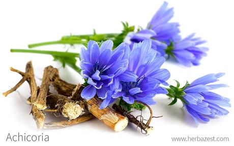 Achicoria: La Planta Versátil con Sabor y Beneficios
