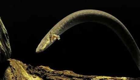 Curiosidades sobre las salamandras