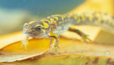 Curiosidades sobre las salamandras