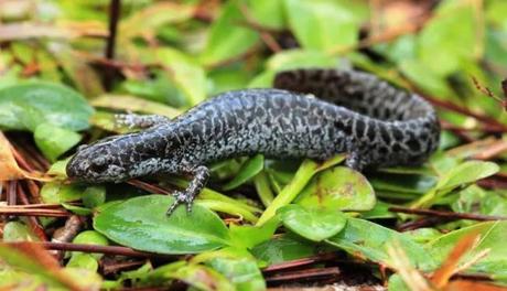 Curiosidades sobre las salamandras