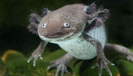 Curiosidades sobre las salamandras