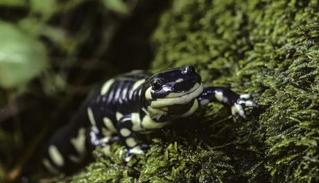 Curiosidades sobre las salamandras