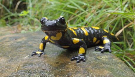 Curiosidades sobre las salamandras