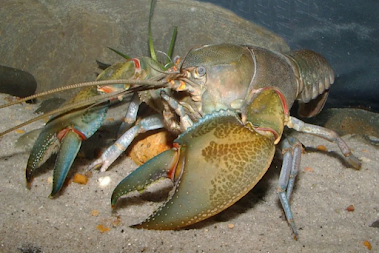 Descubren en Nueva Zelanda cangrejos de río gigantes de hace 20 millones de años: triplicaban el tamaño de los actuales