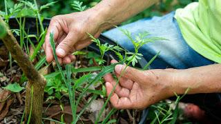 APRODEL en apoyo del proyecto de investigación BARRILLA