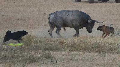 Perros y coches contra un toro en Guadalajara.