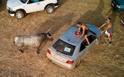 Perros y coches contra un toro en Guadalajara.