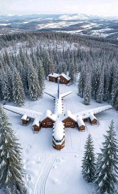 Perros y coches contra un toro en Guadalajara. Perros y coches contra un toro en Guadalajara.