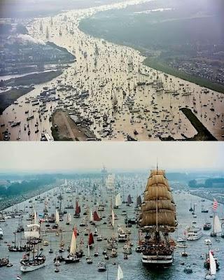 Perros y coches contra un toro en Guadalajara. Perros y coches contra un toro en Guadalajara.
