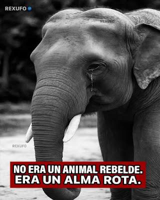 Libros para salvar la República. Libros para salvar la República.