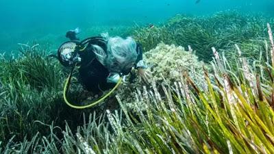 La masificación en el mar balear devora los ecosistemas y las playas
