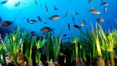 La masificación en el mar balear devora los ecosistemas y las playas