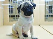 Todo debes revisar comprar cachorros legalmente