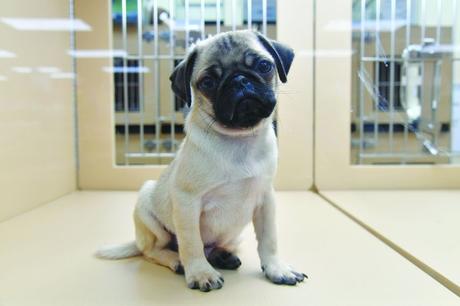 Todo lo que debes revisar al comprar cachorros legalmente