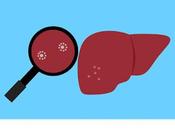 Nuevo fármaco mejora metabolismo grasas hígado