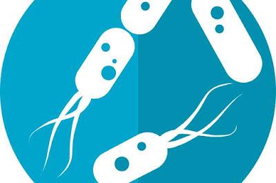 Descubren como funciona el sexto sentido o neurobiotico