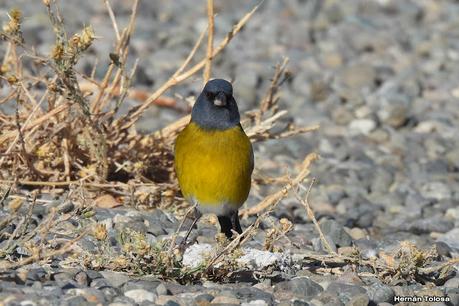 Pasando por el Collón Curá