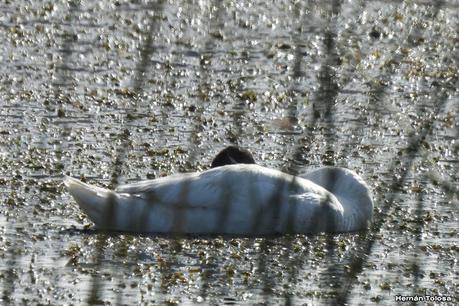 Pasando por el Collón Curá