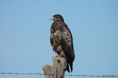 Pasando por el Collón Curá