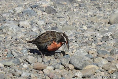 Pasando por el Collón Curá