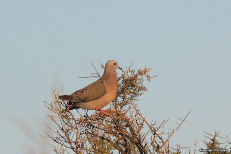 Aves de Faro Belén