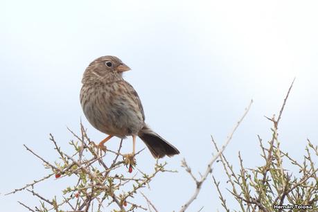 Aves de Faro Belén