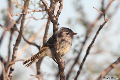 Aves de Faro Belén