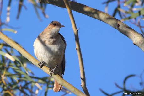 Aves de Faro Belén