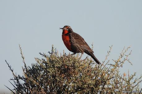 Aves de Faro Belén