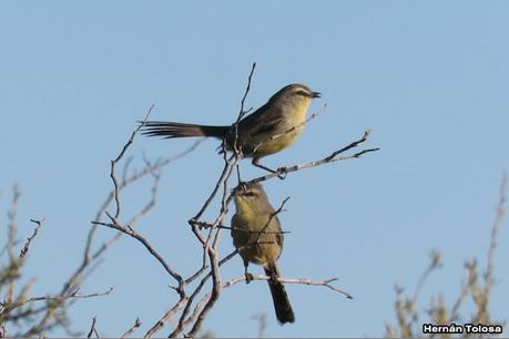 Aves de Faro Belén