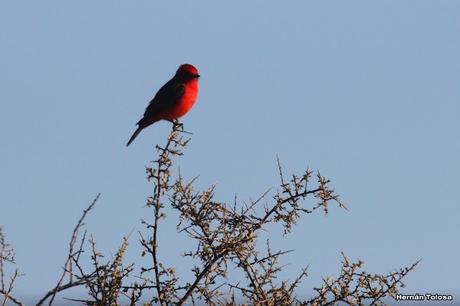 Aves de Faro Belén