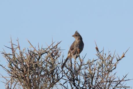 Aves de Faro Belén