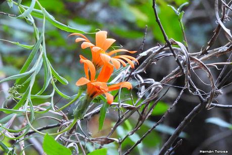 San Martin de los Andes (otoño 2025)