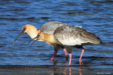San Martin de los Andes (otoño 2025)