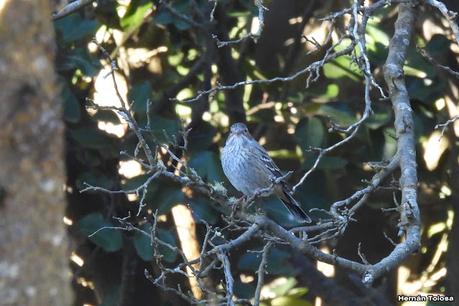 San Martin de los Andes (otoño 2025)
