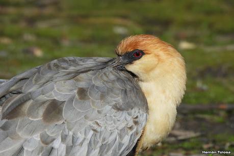 San Martin de los Andes (otoño 2025)