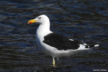 San Martin de los Andes (otoño 2025)