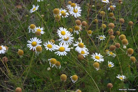 San Martin de los Andes (otoño 2025)