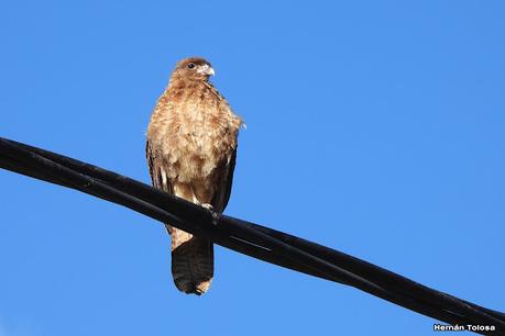San Martin de los Andes (otoño 2025)