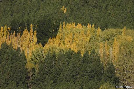 San Martin de los Andes (otoño 2025)
