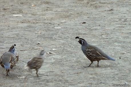 San Martin de los Andes (otoño 2025)