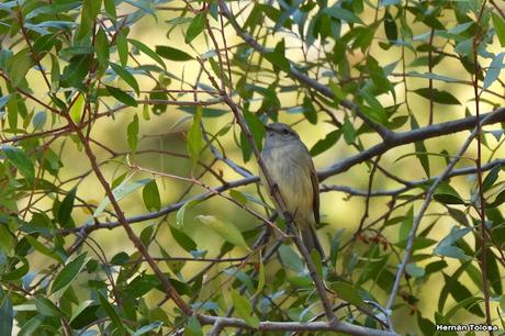 San Martin de los Andes (otoño 2025)