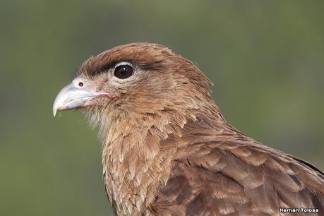 San Martin de los Andes (otoño 2025)