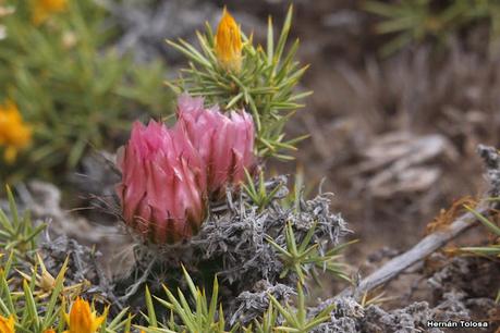 (Austrocactus aonikenkensis)